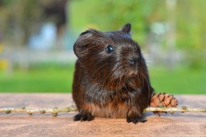 guinea-pig-498157_640