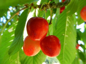 cherries-825049_640