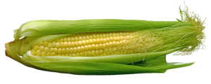 corn-667678_640