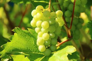 grapes-276070_640